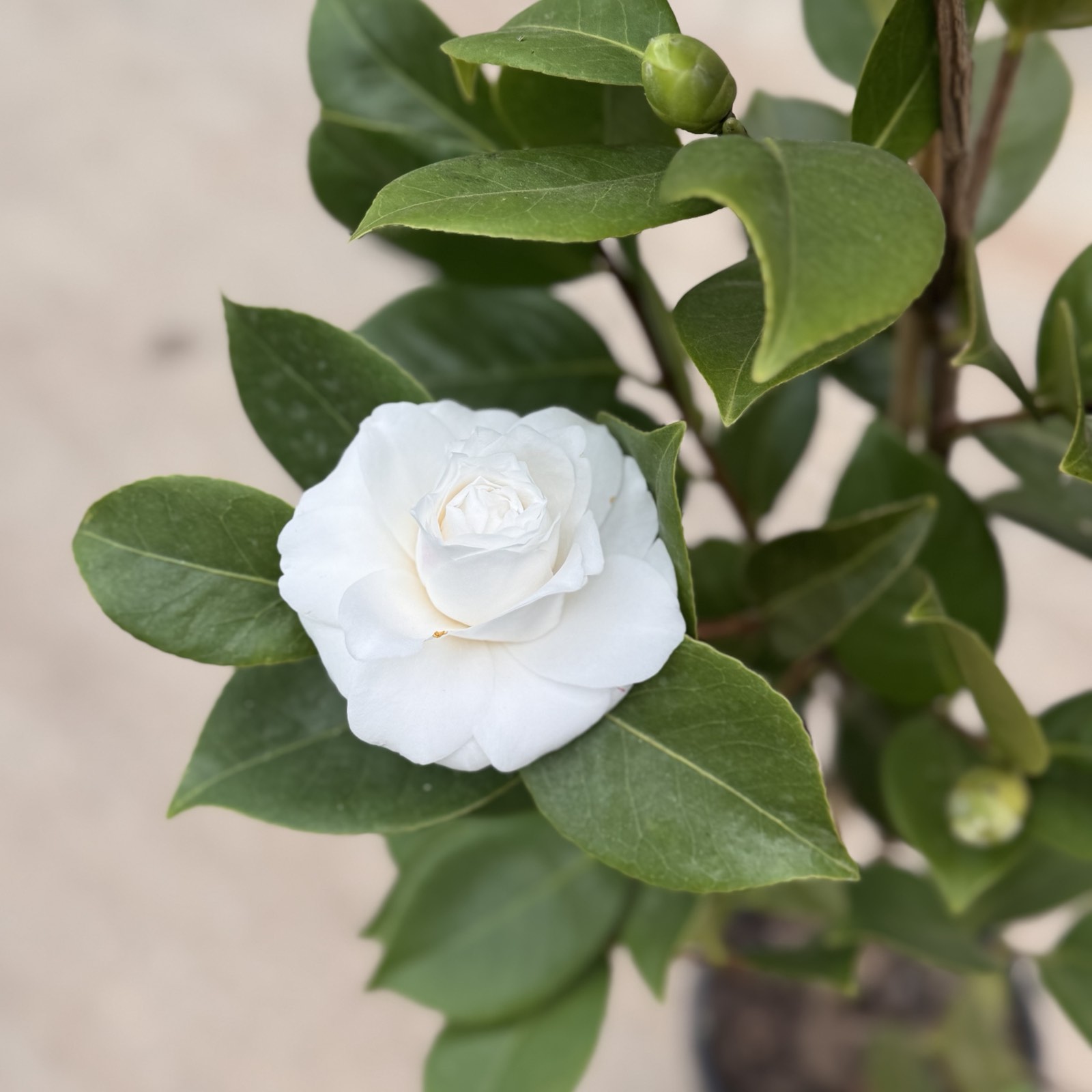 ΚΑΜΕΛΙΑ – Camellia japonica - 1